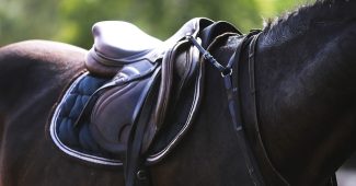 Leather Saddle on Dark Coloured Horse