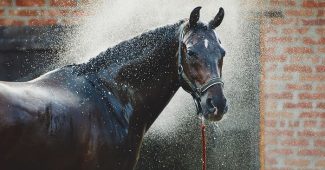 Thoroughbred Horse Sprayed with Water