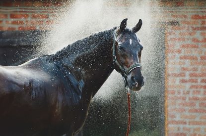Thoroughbred Horse Sprayed with Water