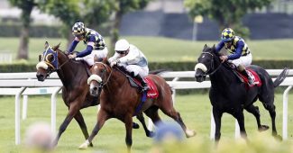 Three Horses Racing on Turf