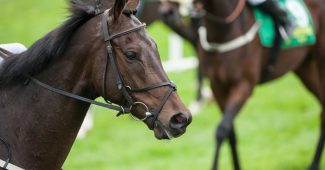 Bay Horses at Start of Race