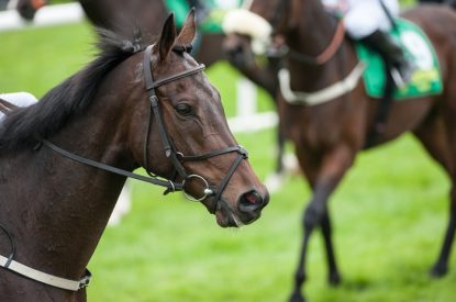 Bay Horses at Start of Race