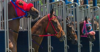 Horses in Blue Starting Gate