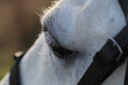 Eye of Grey Horse with Bridle Close Up