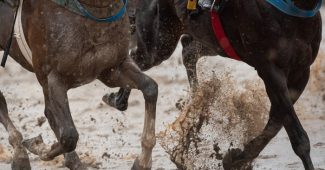 Horses Running on Sloppy Dirt Track