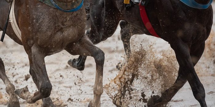 Horses Running on Sloppy Dirt Track