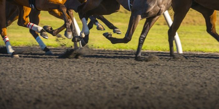 Legs of Horses Running on Dirt