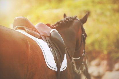 Saddle on Horse on Bright Day