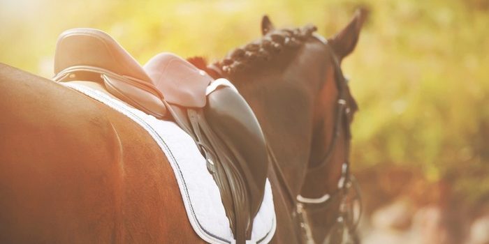 Saddle on Horse on Bright Day