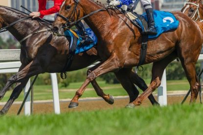 Two Horses Close Up During Race