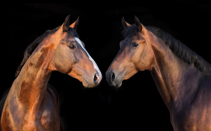 Two Thoroughbred Horses Against Black Background