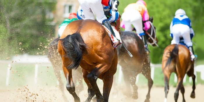 Back of Horses in All Weather Race