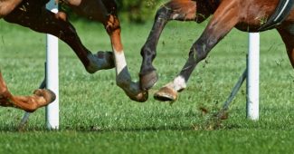 Feet of Galloping Horses in Turf Race