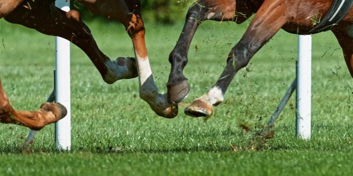 Feet of Galloping Horses in Turf Race