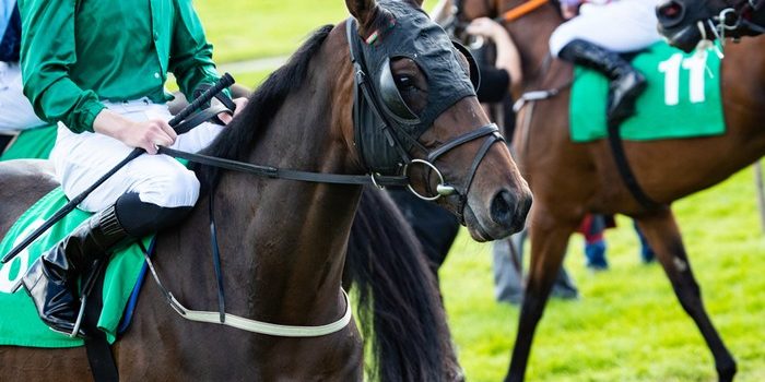 Horse Wearing Visor Before Race