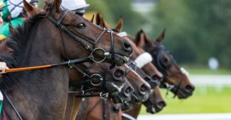Horses Lined Up Before Jumps Race