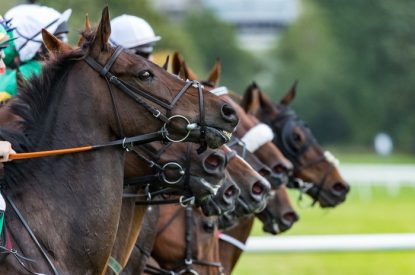 Horses Lined Up Before Jumps Race