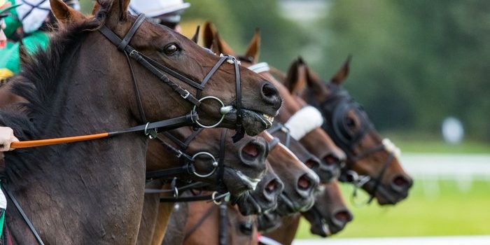 Horses Lined Up Before Jumps Race