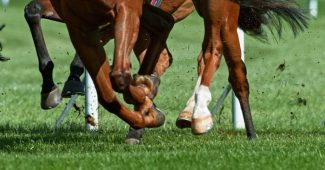 Legs of Galloping Horse in Turf Race