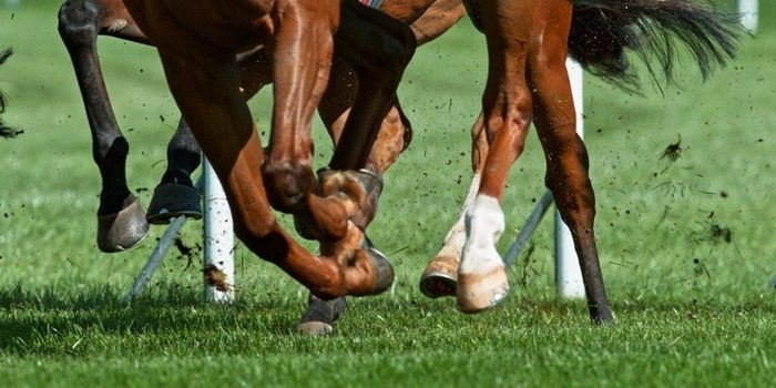 Legs of Galloping Horse in Turf Race