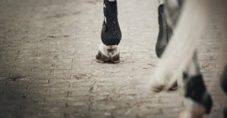 Legs of Grey Horse Walking on Cobbles