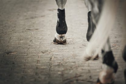 Legs of Grey Horse Walking on Cobbles