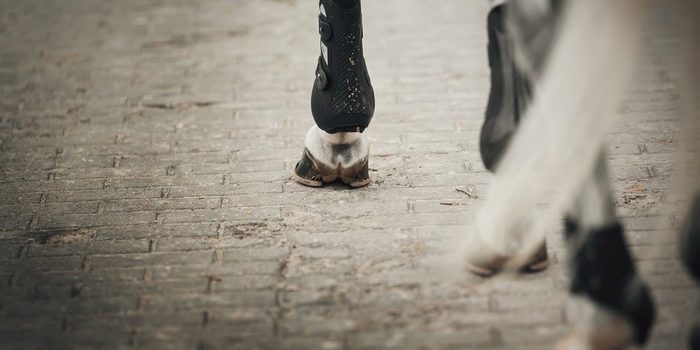 Legs of Grey Horse Walking on Cobbles
