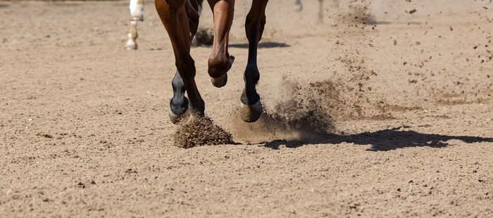 Legs of Racehorse Running on Sand Track