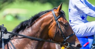 Profile of Horse at Start of Race