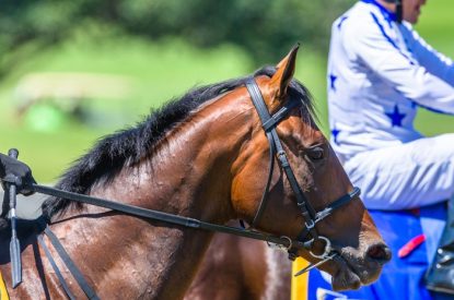 Profile of Horse at Start of Race