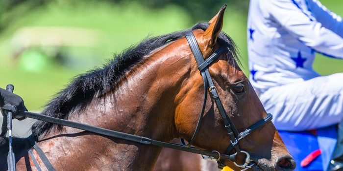 Profile of Horse at Start of Race