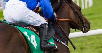 Horse Number 14 During Race
