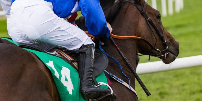 Horse Number 14 During Race