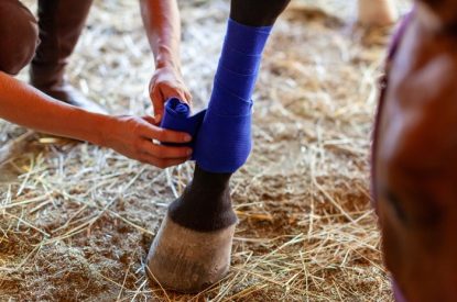 Horse with Blue Leg Bandage