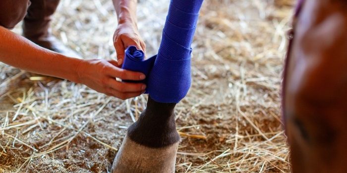 Horse with Blue Leg Bandage