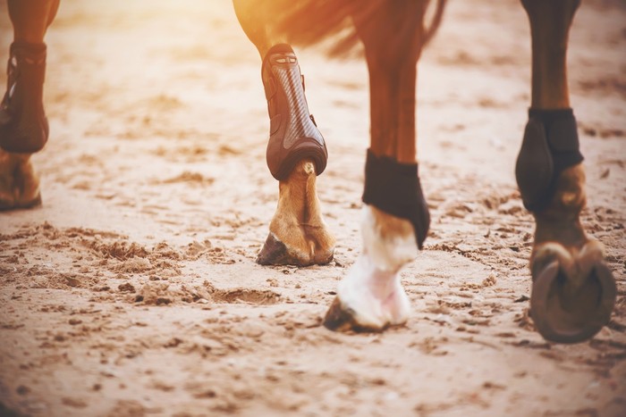 Legs of Horse Walking on Sand
