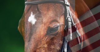 Bay Horse Against Flags of Ireland and the USA