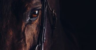 Eye of Dark Brown Horse Wearing Bridle Against Black Background