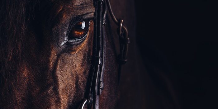 Eye of Dark Brown Horse Wearing Bridle Against Black Background