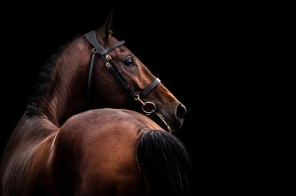 Horse Facing Right Against Dark Background