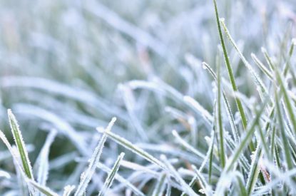 Grass Frost Close Up