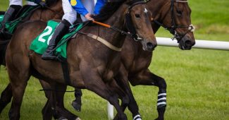 Three Horses Tightly Grouped