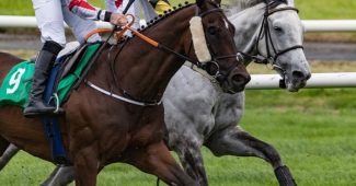 Bay and Grey Horses During Race