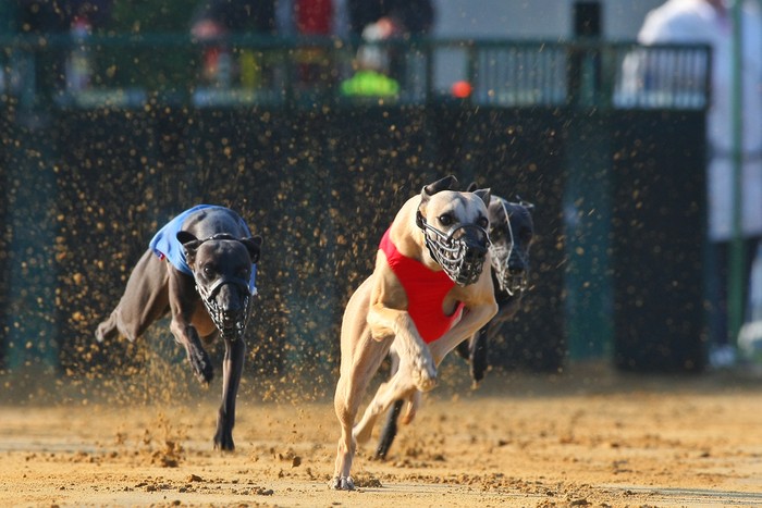 Greyhounds at Start of Race