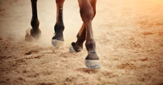 Hooves of Horse on All Weather Surface