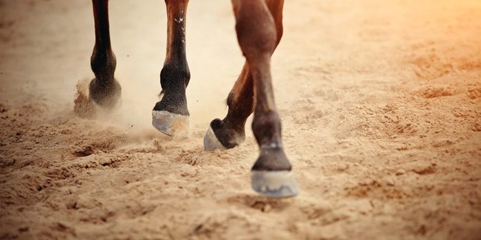 Hooves of Horse on All Weather Surface