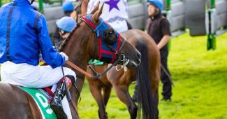 Horses Behind Starting Stalls
