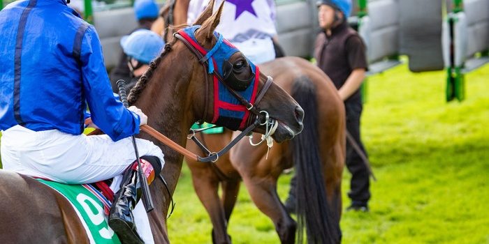 Horses Behind Starting Stalls