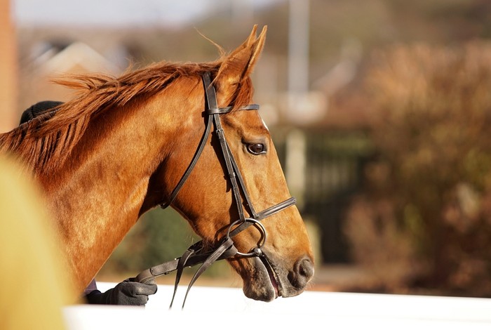 Light Bay Horse Led by Reins