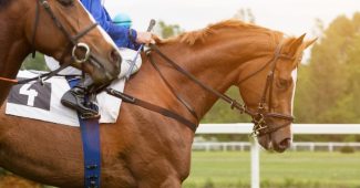 Two Horses Against Rail Before Race